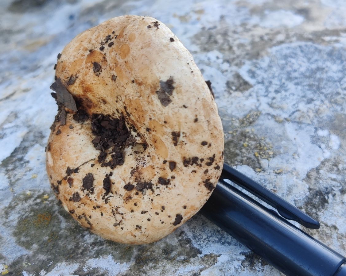 Lactarius mediterraneensis